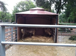 It turns out that reindeer hate rain. Who knew?