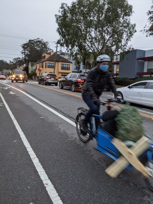 Man carrying Christmas tree on a bicycle